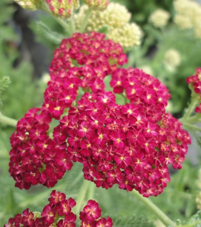 Yarrow Strawberry Seduction